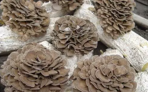 圖片關鍵詞 http://www.daylei.com/ewebeditor/uploadfile/20170914091445139001.png