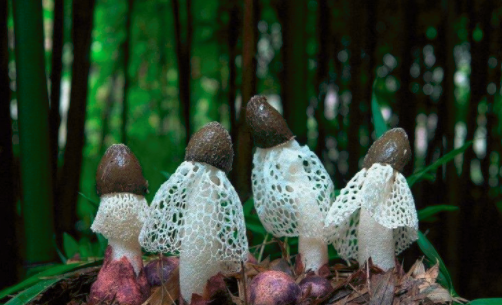 圖片關(guān)鍵詞 http://www.daylei.com/ewebeditor/uploadfile/20180828110329835001.png