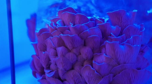 圖片關鍵詞 http://www.mushroommarket.net/file/upload/201912/05/08-33-43-94-283825.png