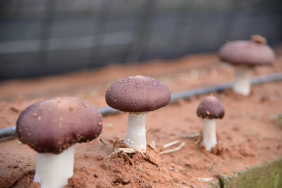 圖片關鍵詞 圖片關鍵詞