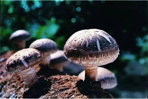 圖片關(guān)鍵詞 圖片關(guān)鍵詞