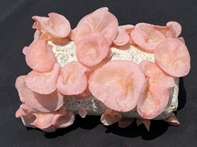 圖片關鍵詞 圖片關鍵詞