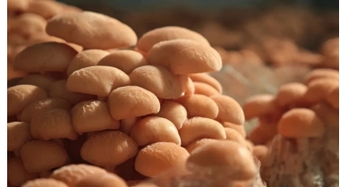 行業(yè)動態(tài)